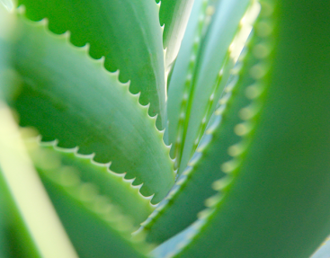 Aloe Vera, un milagro para tu piel