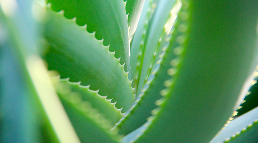 Aloe Vera, un milagro para tu piel