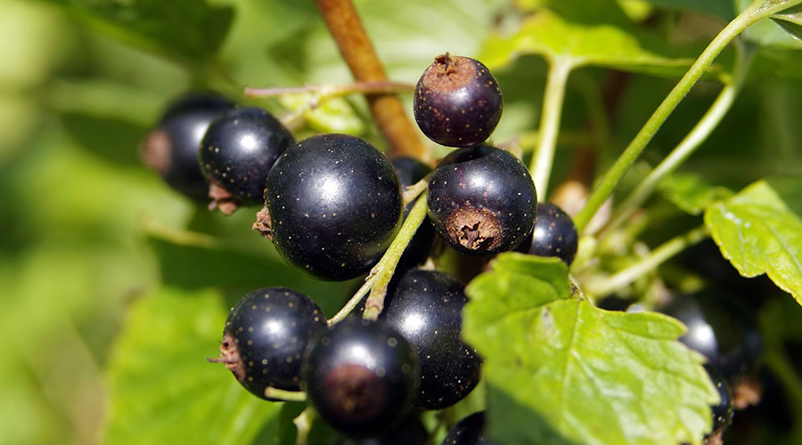 Grosella negra antiflaccidez